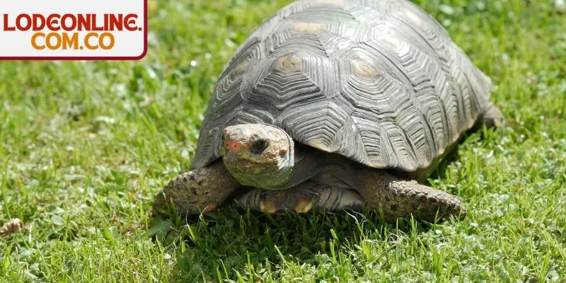 Giải mã giấc mơ thấy rùa theo các tình huống phổ biến